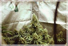 Auto Amnesia