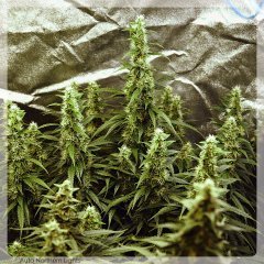 Auto Northern Light