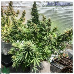 Auto Blueberry