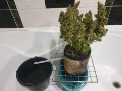 Водные процедуры!