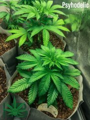 Рsychedelic BulkSeeds