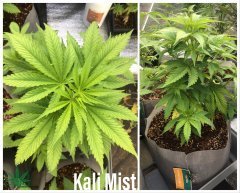 Kali Mist