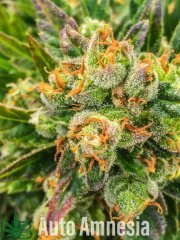 Auto Amnesia
