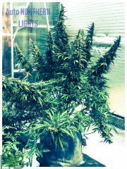 Auto Northern Lights