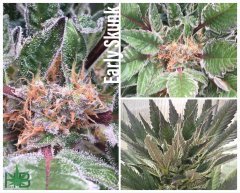 Early Skunk