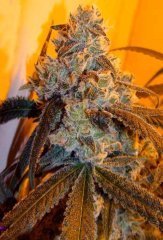 AfghaniStar.jpg