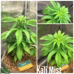 Kali Mist