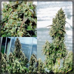 Collage_Auto Amnesia