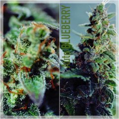 Collage_Auto Blueberry