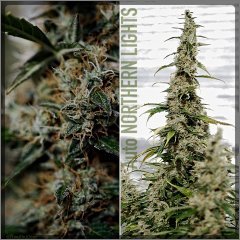 Collage_Auto Northern Lights