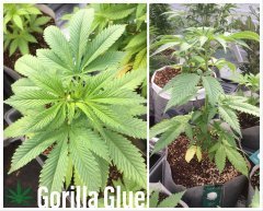 Gorila Glue