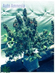 Auto Amnesia