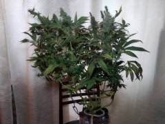 BSB Amnesia