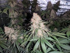 IMG_20200426_180409.jpg
