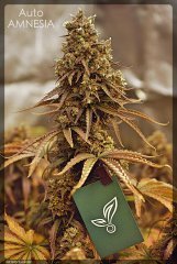 Auto Amnesia