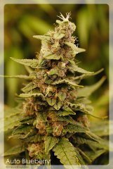 AutoBLUEBERRY