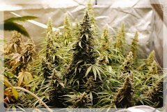 Auto BLUEBERRY