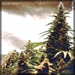 Auto BLUEBERRY
