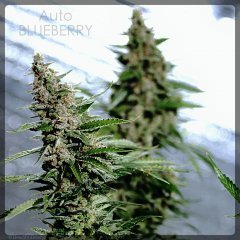 Auto Blueberry