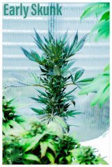 Early Skunk Clon