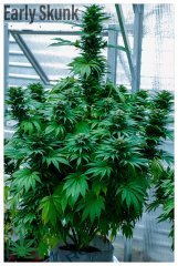 Early Skunk