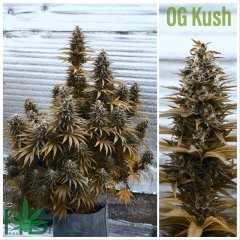 OG KUSH