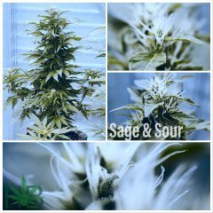 Sage & Sour