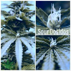 Sour Dosidos