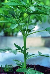 Super Skunk m