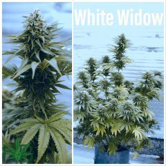 White Widow