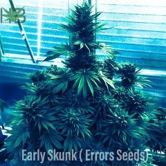 Early Skunk