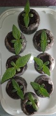 Bulk seeds bank