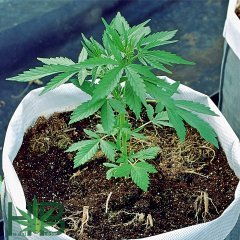 Super Skunk Auto