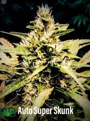 Auto Super Seeds (SS)