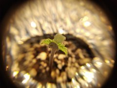 IMG_20200613_071334.jpg