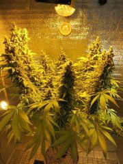 Eleven roses. Delicious Seeds.