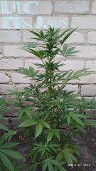 Auto Ak_47