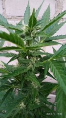 Auto Ak_47