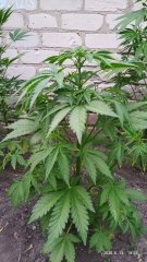 OG kush