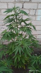 Orange bud, bulk seeds