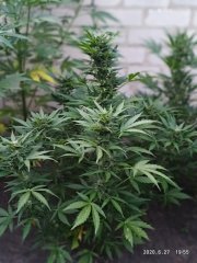 Auto Ak_47 (BSB)