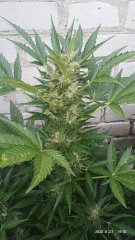 Auto Buble gum extra(BSB)