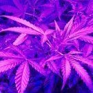 High life﻿