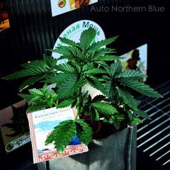A Northern Blue4.jpg