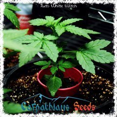 auto white witch