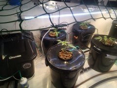 IMG_20200717_221346.jpg