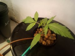 IMG_20200717_221743.jpg