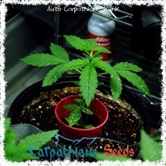 skunk2