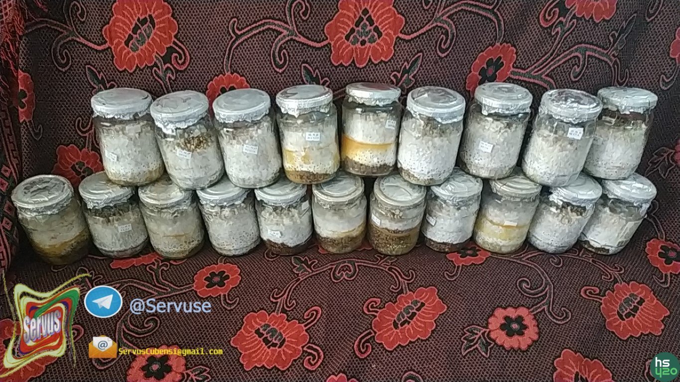 Servus_Cubensi New Shrom Cloning