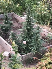 Amnesia Auto.jpg